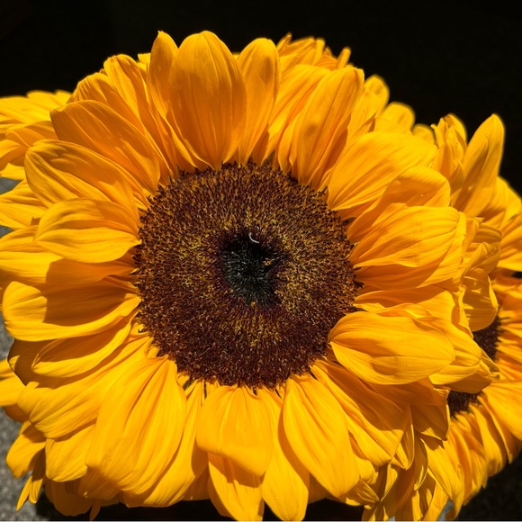 Meet your Posher, Jill - Picture 1 of 2